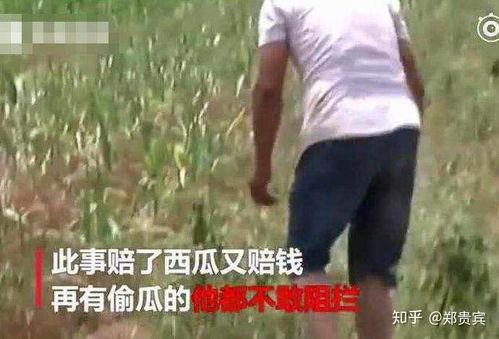 平乡网红吃瓜事件视频,一场网络狂欢背后的真相揭秘